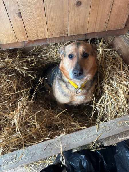 Podsumowanie zbiórki karmy na rzecz Schroniska dla Zwierząt w Łowiczu